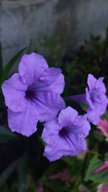 istock Purple golden flower 1395913476