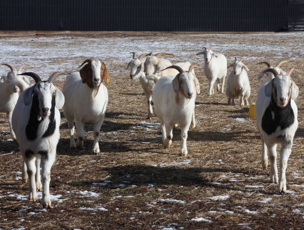 Farm goats running toward us stock photo