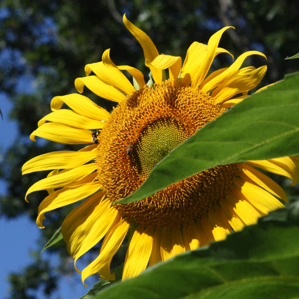 Sunflowers close up stock photo
