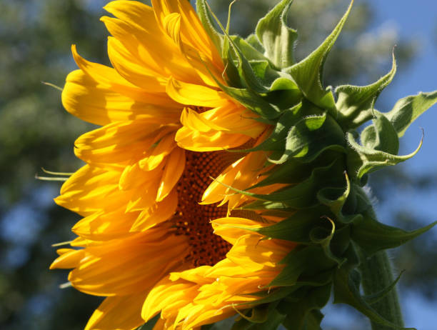 Sunflowers close up stock photo