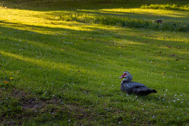 istock Black and white Muscovy duck lying on the grass 1395916861