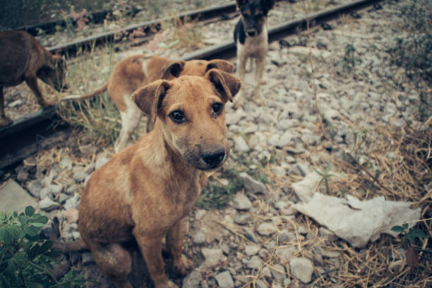 istock poor dog in poor country 1395917071