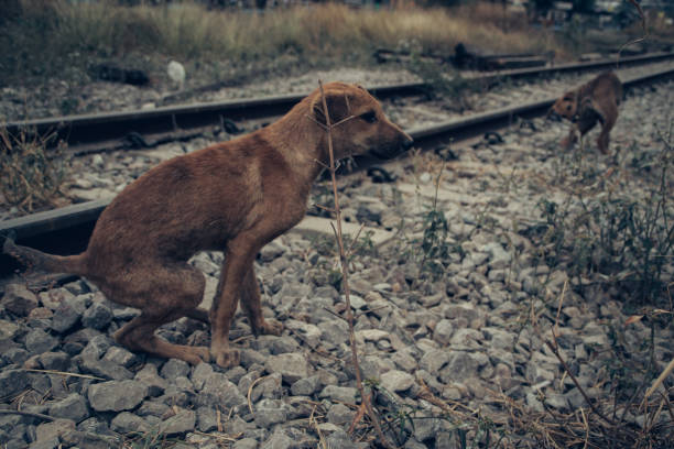 istock poor dog in poor country 1395917083