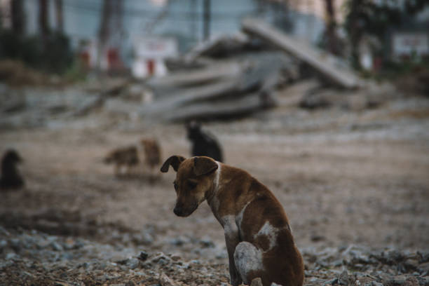 istock poor dog in poor country 1395917103