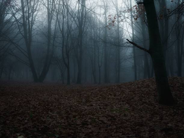 istock Dark  autumn forest in thick fog 1395917125