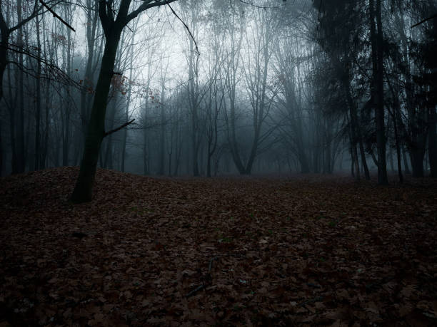 istock Dark  autumn forest in thick fog 1395917138