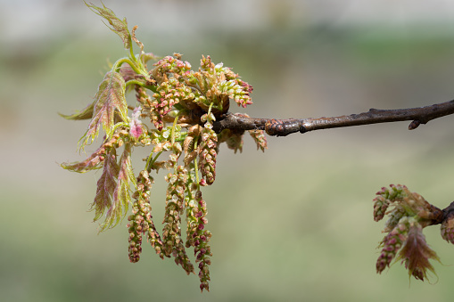 Quercus rubra, northern red oak flowers on twig closeup selective focus