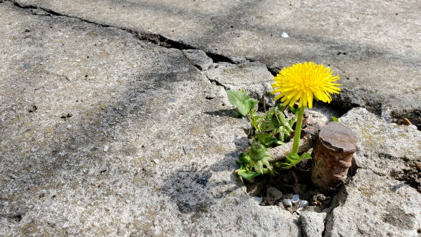 istock yellow flower growing from crack 1395917828