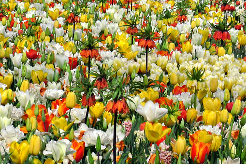 a planted field of blooming tulips, hyacinths, and lilies in the springtime in the famous Keukenhof Gardesn in Lisse