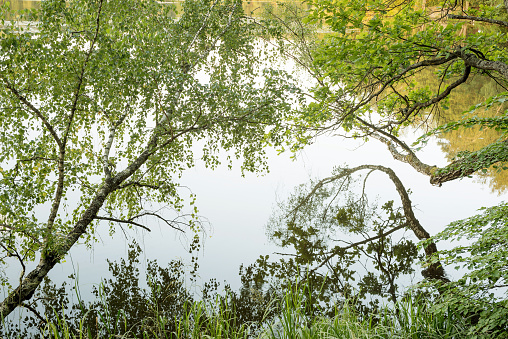 Nature of Belarus, calm serene summer landscape on the lake