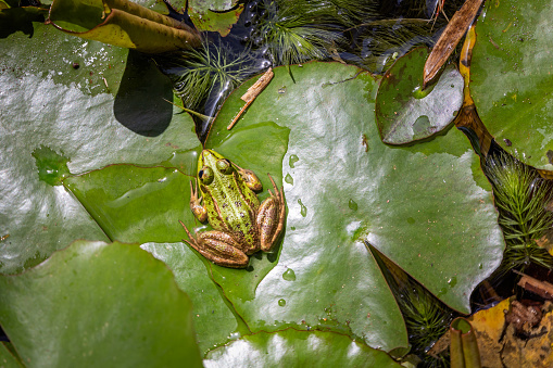 A front view shot of a common toad crawling across a lily pad on a pond.