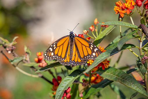 Monarch, Danaus plexippus is a milkweed butterfly (subfamily Danainae) in the family Nymphalidae butterfly in nature habitat