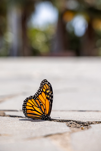 Colorful monarch butterfly in a public park in Santa Cruz which is the main city on the Spanish Canary Island Tenerife