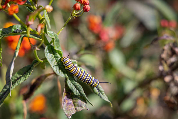 Caterpillar of a monarch butterfly in a public park in Santa Cruz which is the main city on the Spanish Canary Island Tenerife