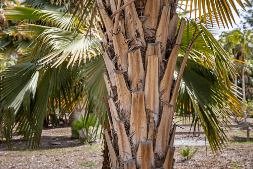 Green saber-shaped sabal palm leaf with threads. High quality photo