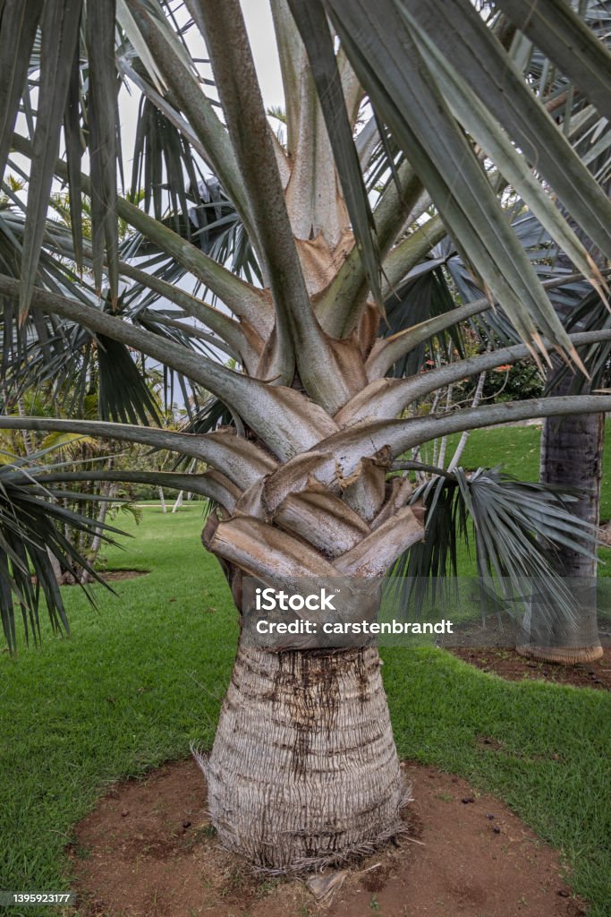 Trunk of a palm tree All kind of palm trees are grown in a public parks and gardens in Santa Cruz which is the main city on the Spanish Canary Island Tenerife due to the perfect climate Europe Stock Photo