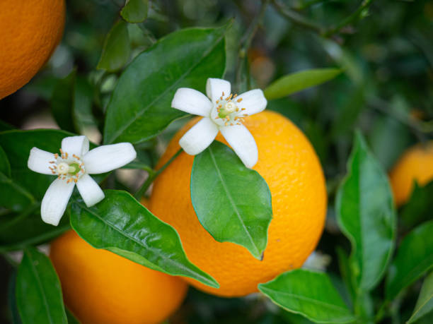 istock Valencian orange and orange blossoms. Spain. Spring harvest 1395923264