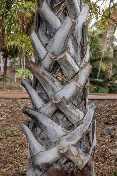 istock Trunk of a palm tree 1395923277