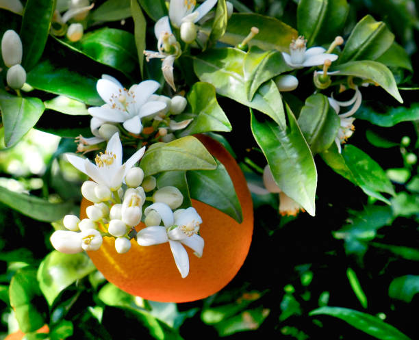istock Valencian orange and orange blossoms. Spain. Spring harvest 1395923473