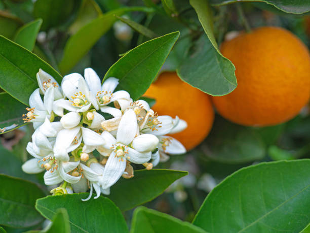 istock Valencian orange and orange blossoms. Spain. Spring harvest 1395923487