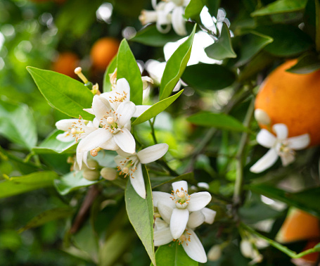 Valencian orange and orange blossoms. Spain. Spring harvest