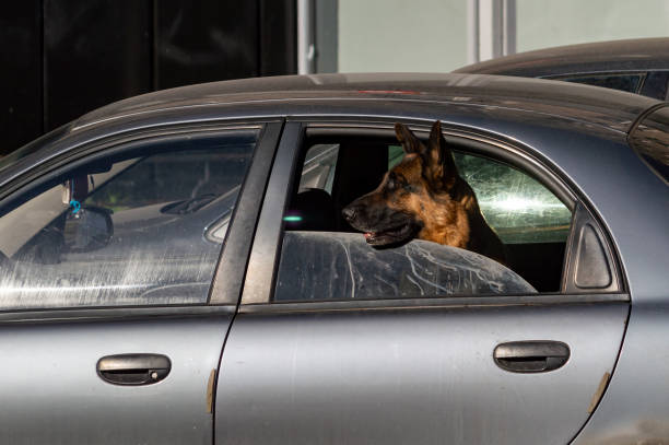istock the shepherd stuck his head out of the open car window 1395925421