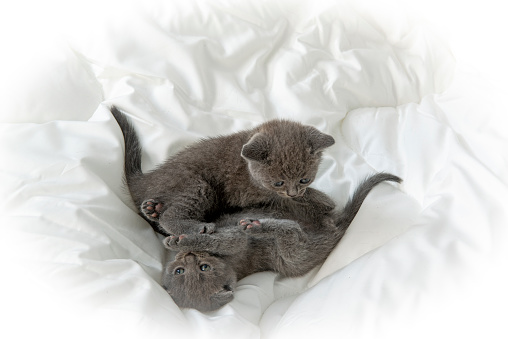 Playful kittens under the sheets