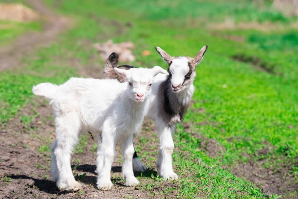 istock White baby goat on green grass in sunny day 1395929962