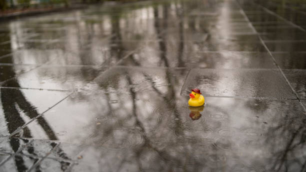 little duckling on the bank of a river