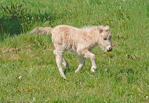 A young foal standing in a field. Taken in Alberta, Canada