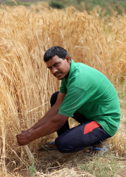 istock Farmer harvesting wheat crop 1395931394