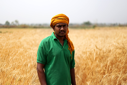 Agronomist standing portrait in the wheat crop field.