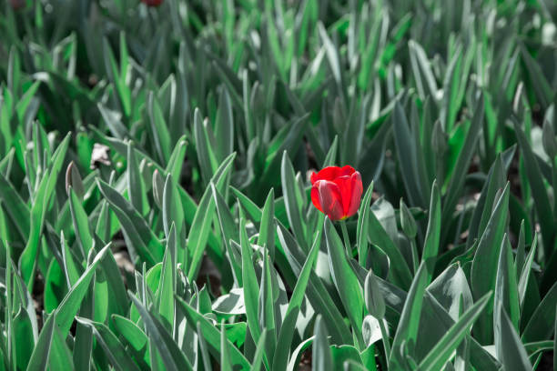 istock Tulips in the park 1395931671