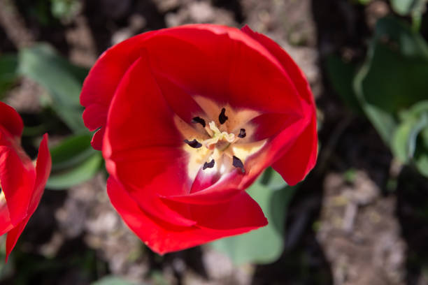 The tulip
