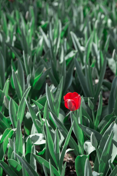 istock Tulips in the park 1395932653