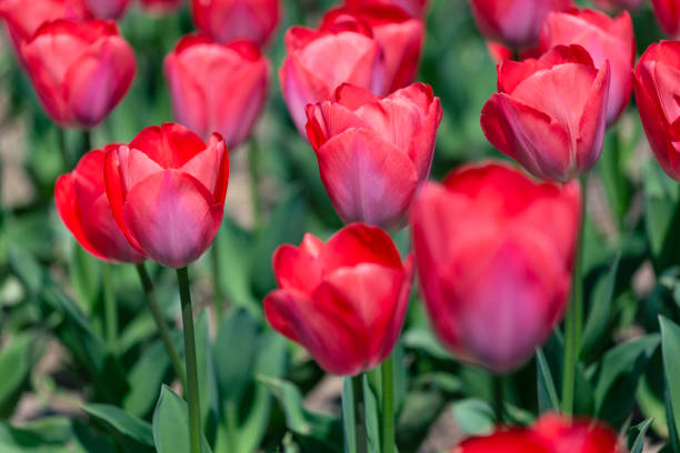 istock Tulips in the park 1395932655