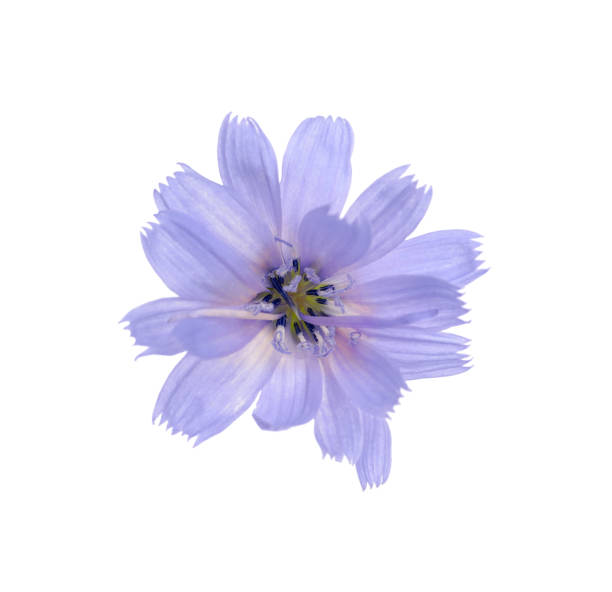 istock Beautiful tender chicory flower isolated on white 1395932852