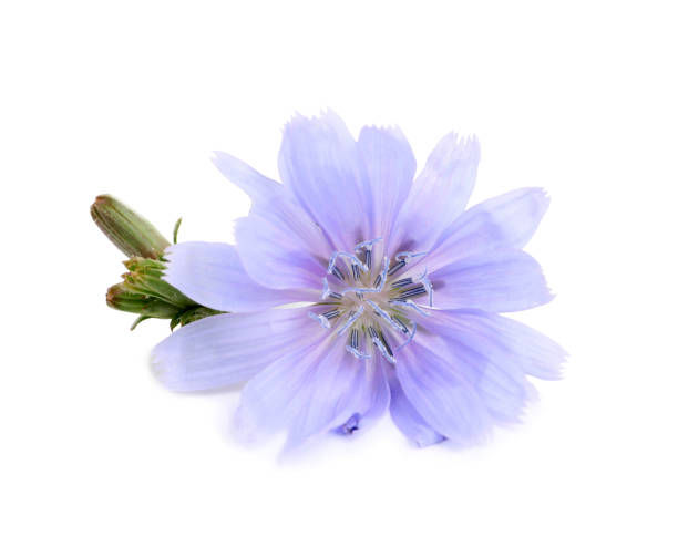 istock Beautiful tender chicory flower isolated on white 1395932854