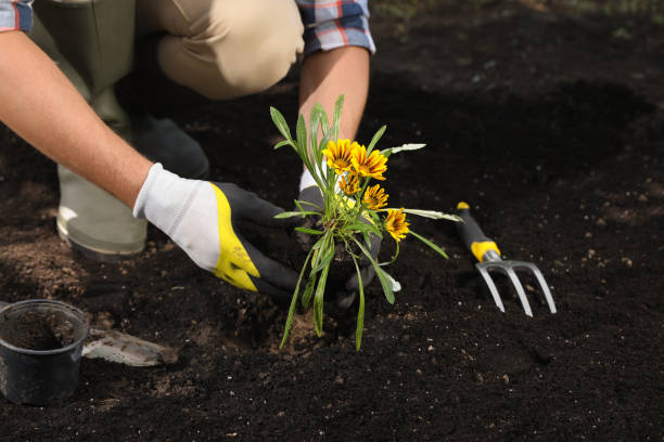 istock Man planting flowers outdoors, closeup. Gardening time 1395933862