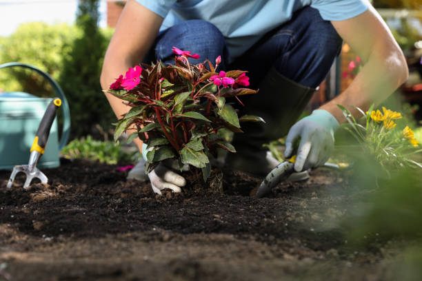 homme plantant des fleurs à l’extérieur, gros plan. temps de jardinage - gardening photos et images de collection