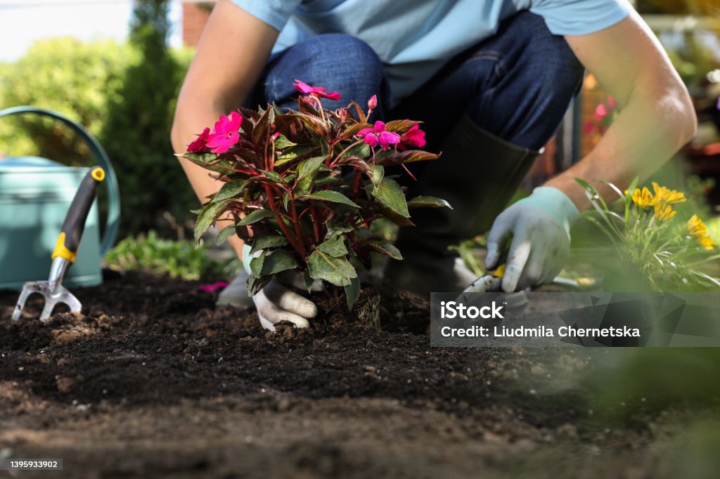 Man planting flowers outdoors, closeup. Gardening time Gardening Stock Photo