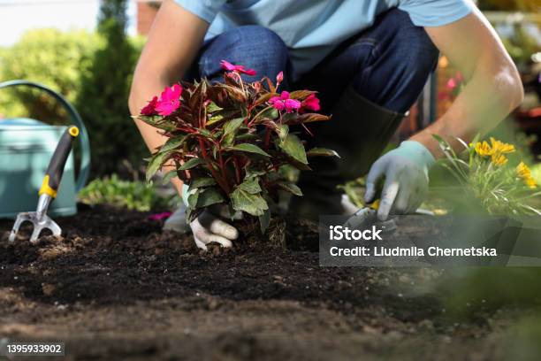 Man Planting Flowers Outdoors Closeup Gardening Time Stock Photo - Download Image Now