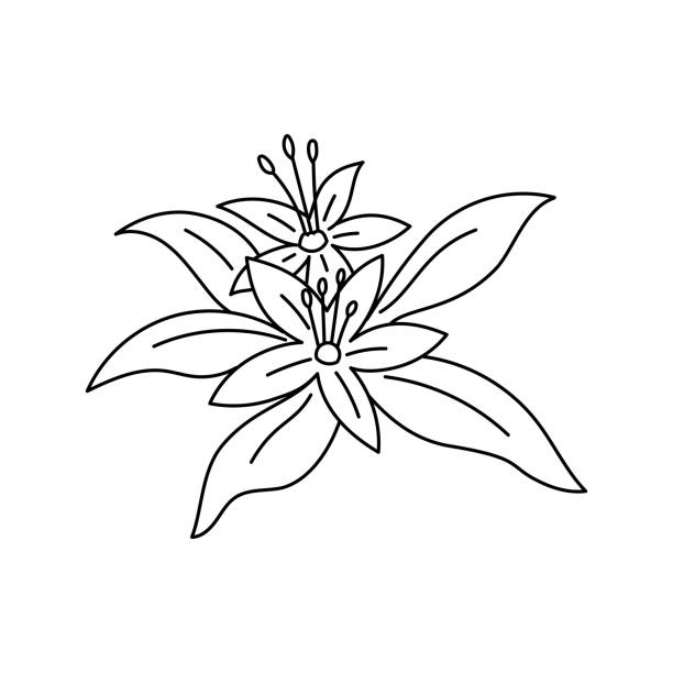 290+ Orange Blossom Icon Stock Illustrations, Royalty-Free Vector