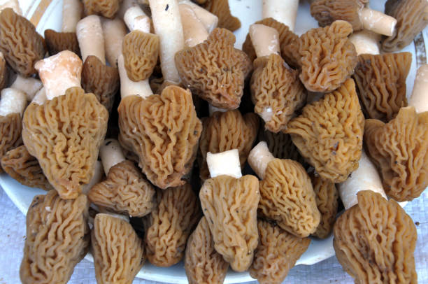 istock The first mushrooms are collected Morchella 1395936596