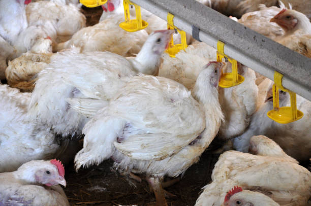 istock Farm for growing broiler chickens 1395936733