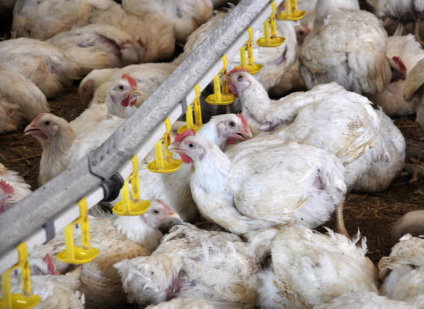 istock Farm for growing broiler chickens 1395936735