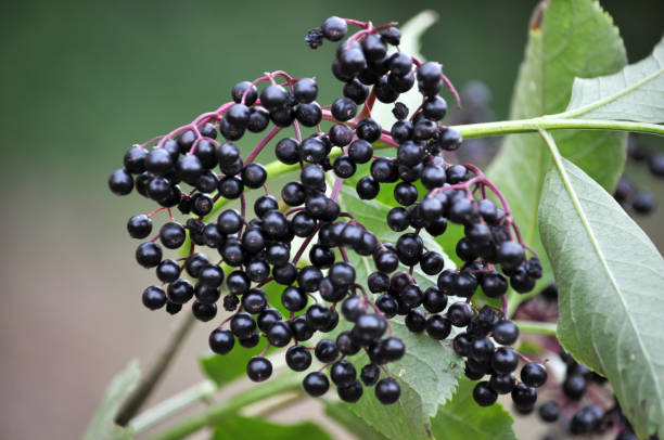 istock Bunch of elderberries with ripe berries 1395936741