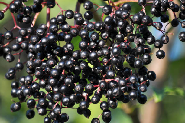 istock Bunch of elderberries with ripe berries 1395936749