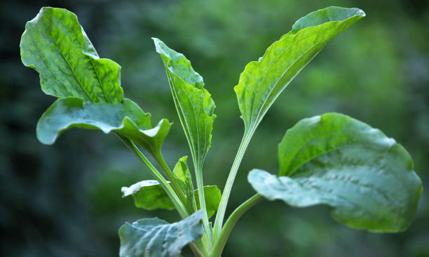 자연에서 질경이는 성장하고 있습니다. - plantain major herb greater 뉴스 사진 이미지