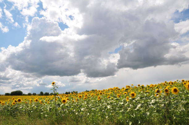 istock Summer landscape with sunflowers 1395937644